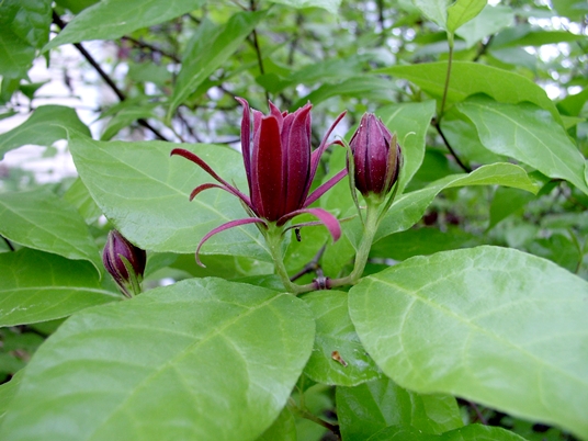 {Calycanthus floridus}